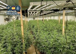 Apagones de luz en el vecindario destaparon una 'selva' de 800 plantas de marihuana en Alicante