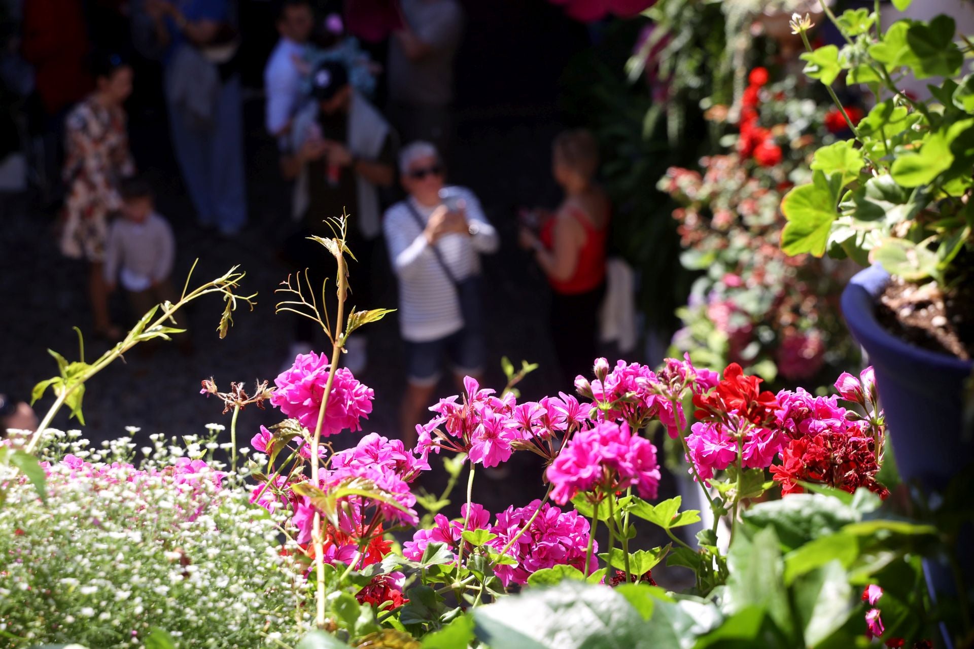 Un paseo por los patios más clásicos de Córdoba, en imágenes