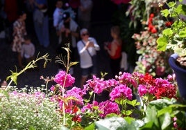 Cómo cambian los Patios de Córdoba de un año a otro: «Sin novedades, todos los años se premiaría al mismo»