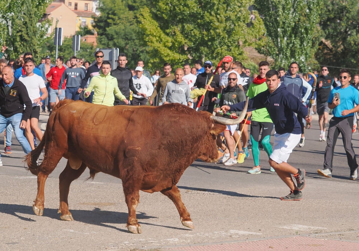 Celebración el pasado septiembre del Toro de la Vega, en Tordesillas (Valladolid), como encierro
