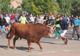 El TSJ anula la regulación del nuevo Toro de la Vega que cambiaba lanzas por divisas y nunca se llegó a celebrar