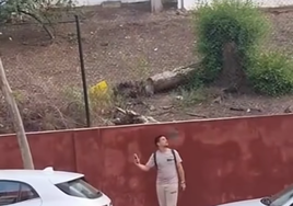 Ataque de pájaros en Linares: este es el motivo del extraño comportamiento de estas aves