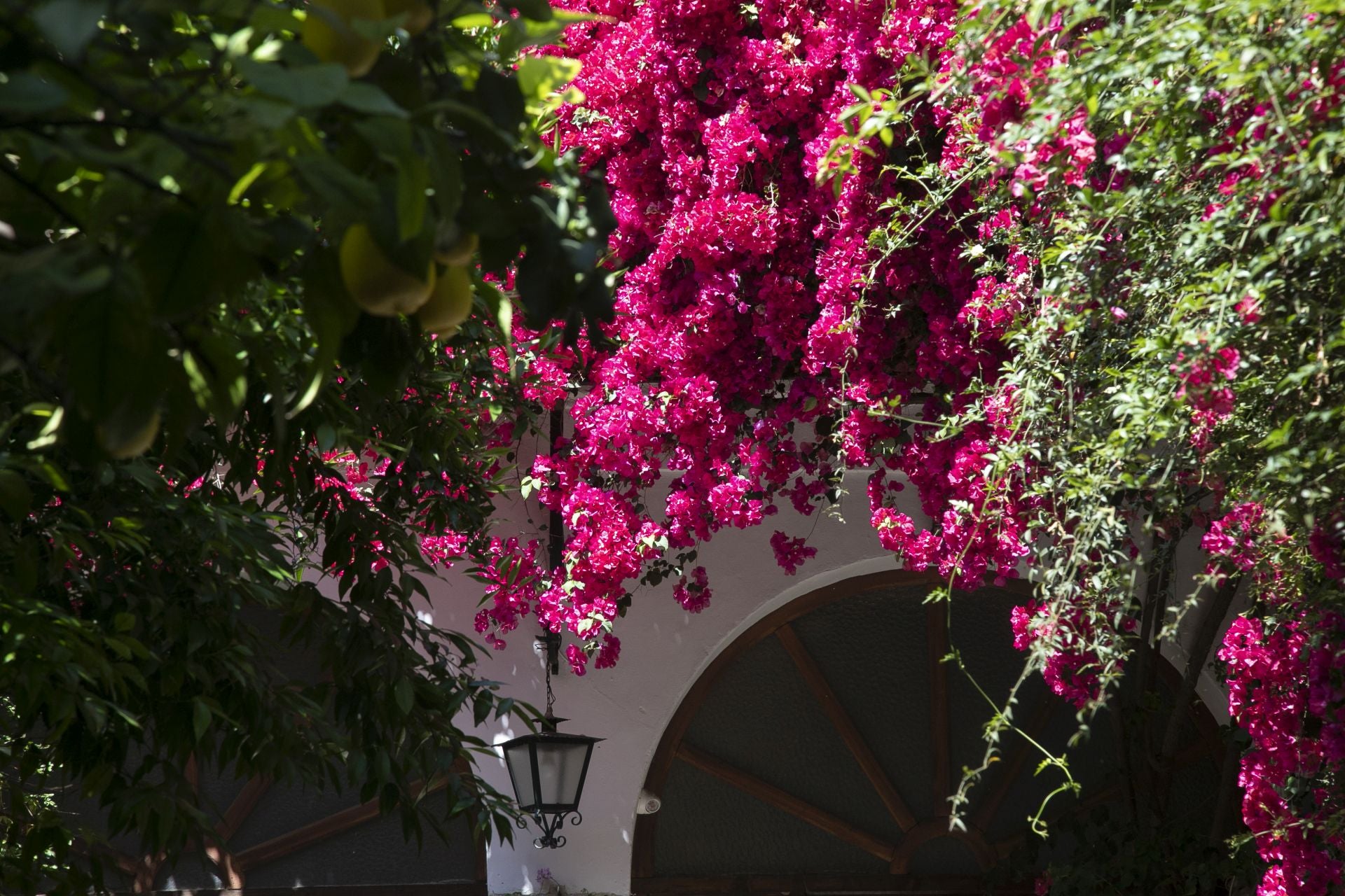 Los detalles más personales de los Patios de Córdoba, en imágenes