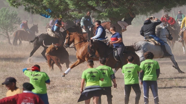 Ayuntamiento de Tordesillas y Junta de Castilla y León recurrirán el fallo que tumba las nuevas normas del Toro de la Vega