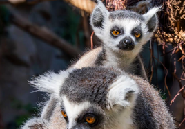 Tenerife celebra el nacimiento de tres lémures de cola anillada, una especie en peligro de extinción