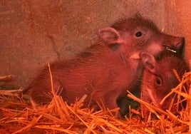 Nacen en Bioparc Valencia dos facóqueros, el conocido 'Pumba'