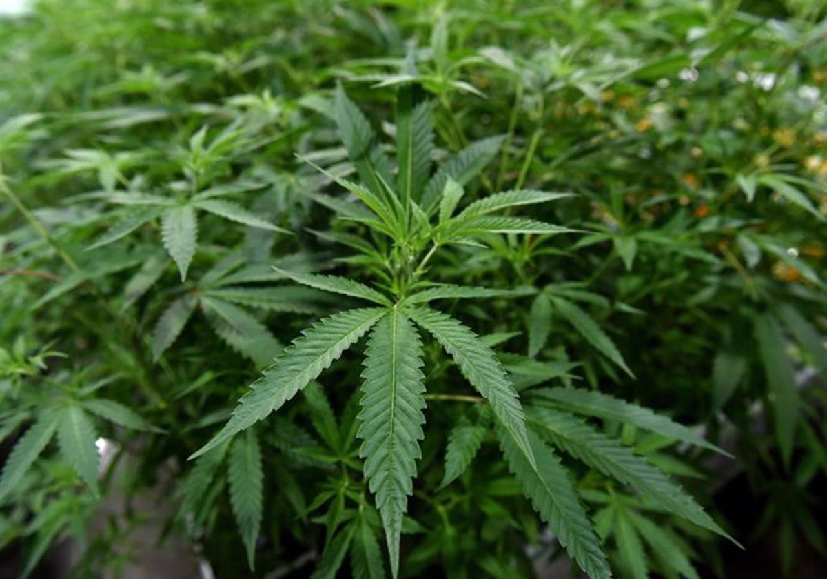 Planta de marihuana