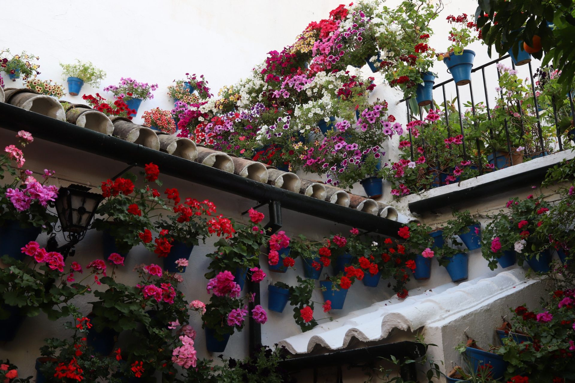 Los Patios de Córdoba ganadores del concurso de 2025, en imágenes