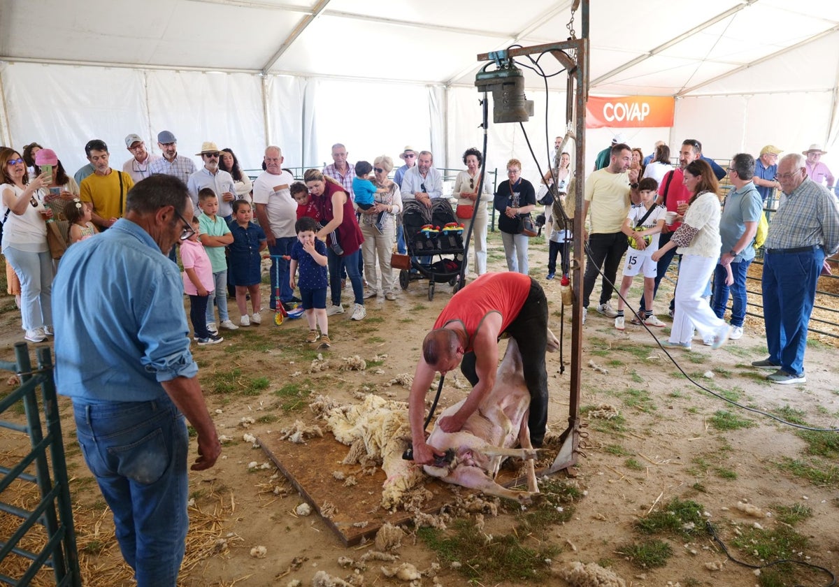 Un pastor esquila a una oveja en Villaralto