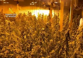 Desmantelan una plantación de marihuana con más de 600 plantas en una nave industrial de Alicante