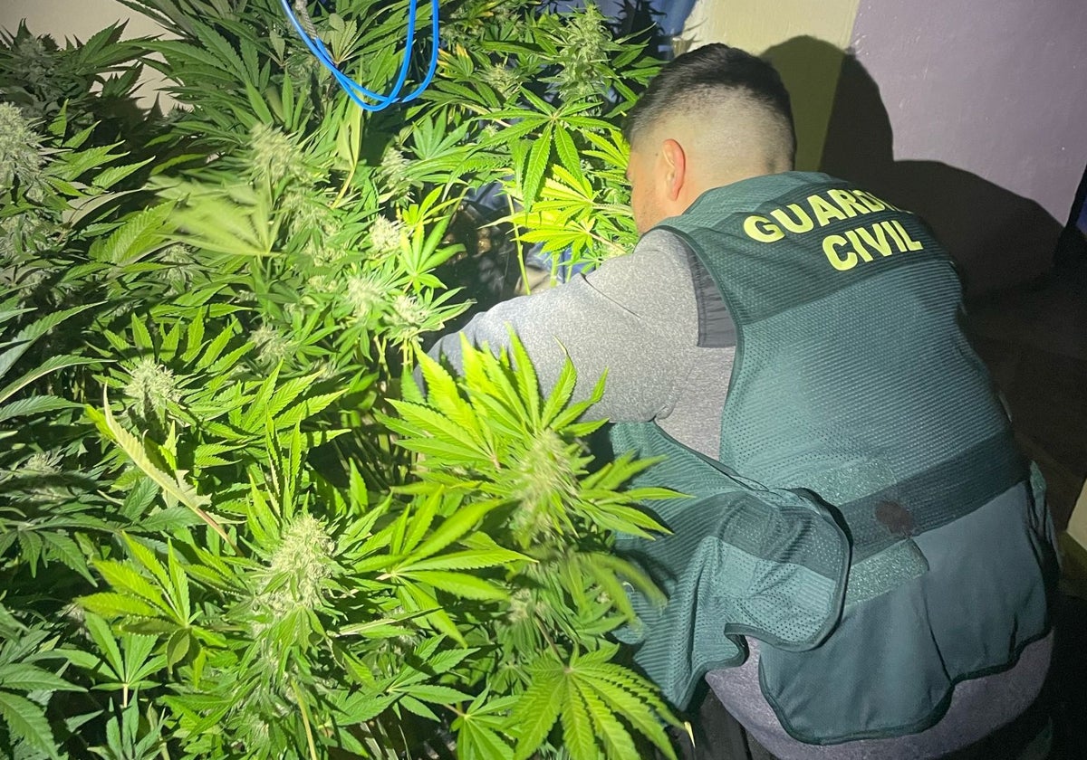 Una de las plantaciones decomisadas por la Guardia Civil