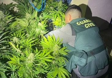 La Guardia Civil se incauta de 1.165 plantas en dos nuevas operaciones contra la marihuana en Granada