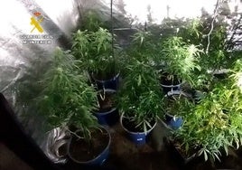 Cinco detenidos tras el desmantelamiento de dos plantaciones de marihuana y un punto de venta en casas de Burgos