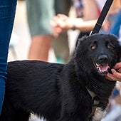 Adoptar un perro sin hogar en Valencia: el desfile de Bioparc y AUPA vuelve este domingo