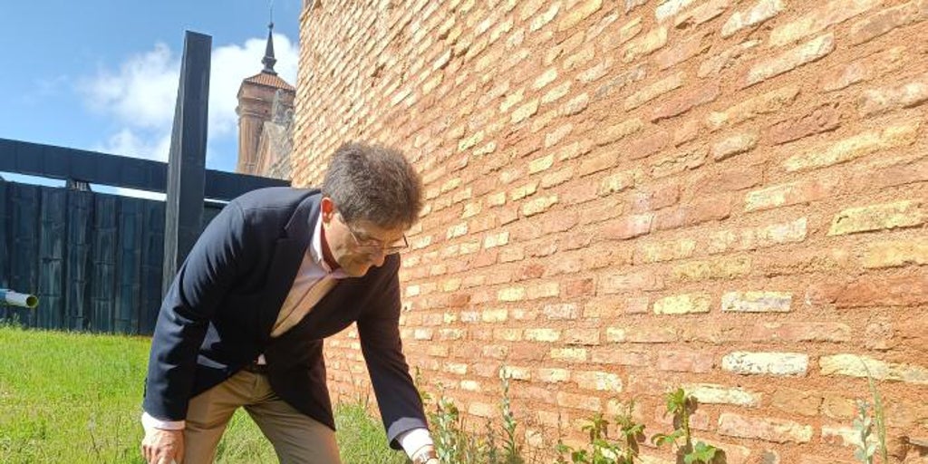 Csic y gobierno de aragón reintroducen una planta desaparecida y única en españa alrededor de san juan de la peña