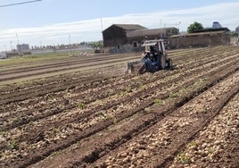 Los agricultores valencianos denuncian que el precio de la patata cae a la mitad en el campo y se multiplica por siete en el supermercado