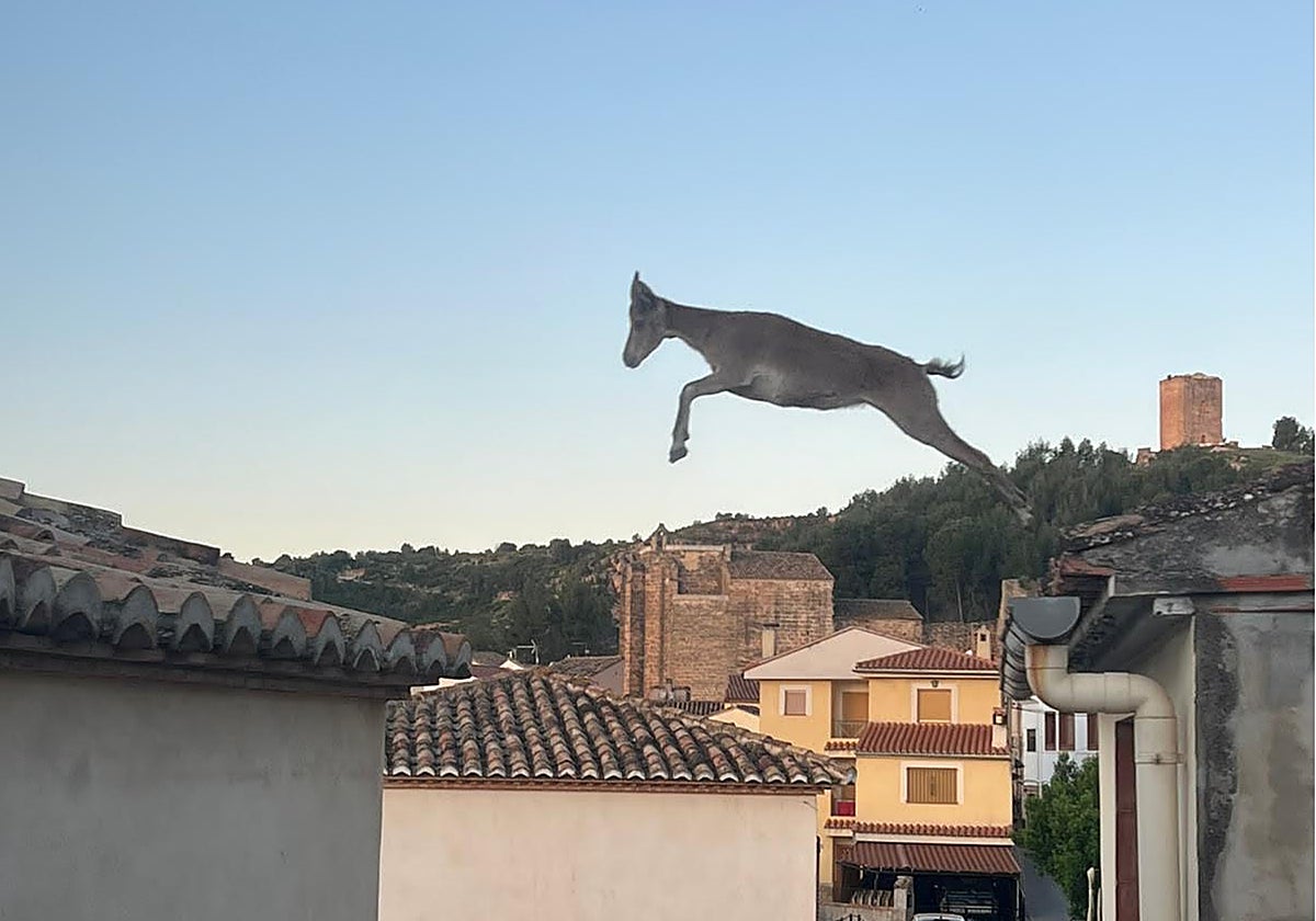 Imagen de una 'cabra voladora' saltando por los tejados en la localidad castellonense de Jérica