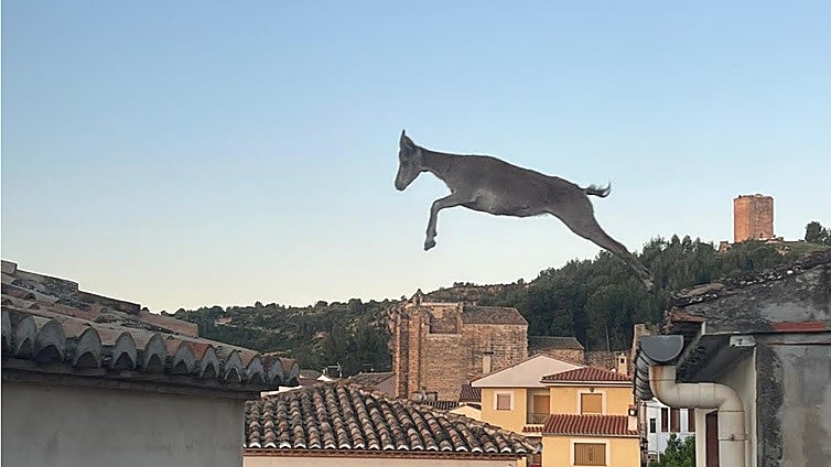 Las 'cabras voladoras' toman Jérica: así saltan por los tejados y causan desperfectos en el pueblo
