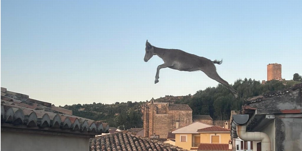 Las  cabras voladoras  toman Jérica: así saltan por los tejados y causan desperfectos en el pueblo