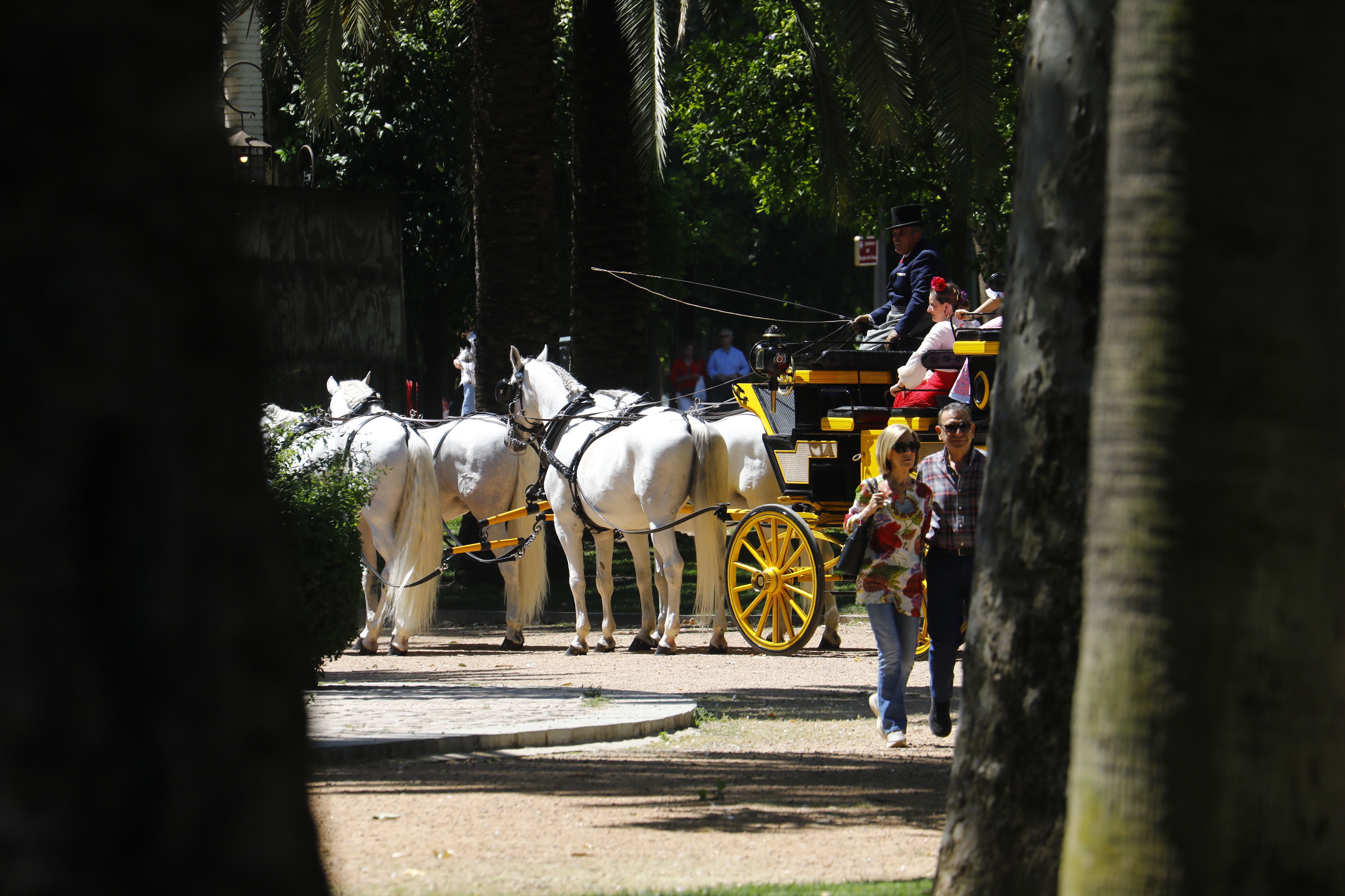 Las mejores imágenes de la Exhibición de Enganches de la Feria de Córdoba