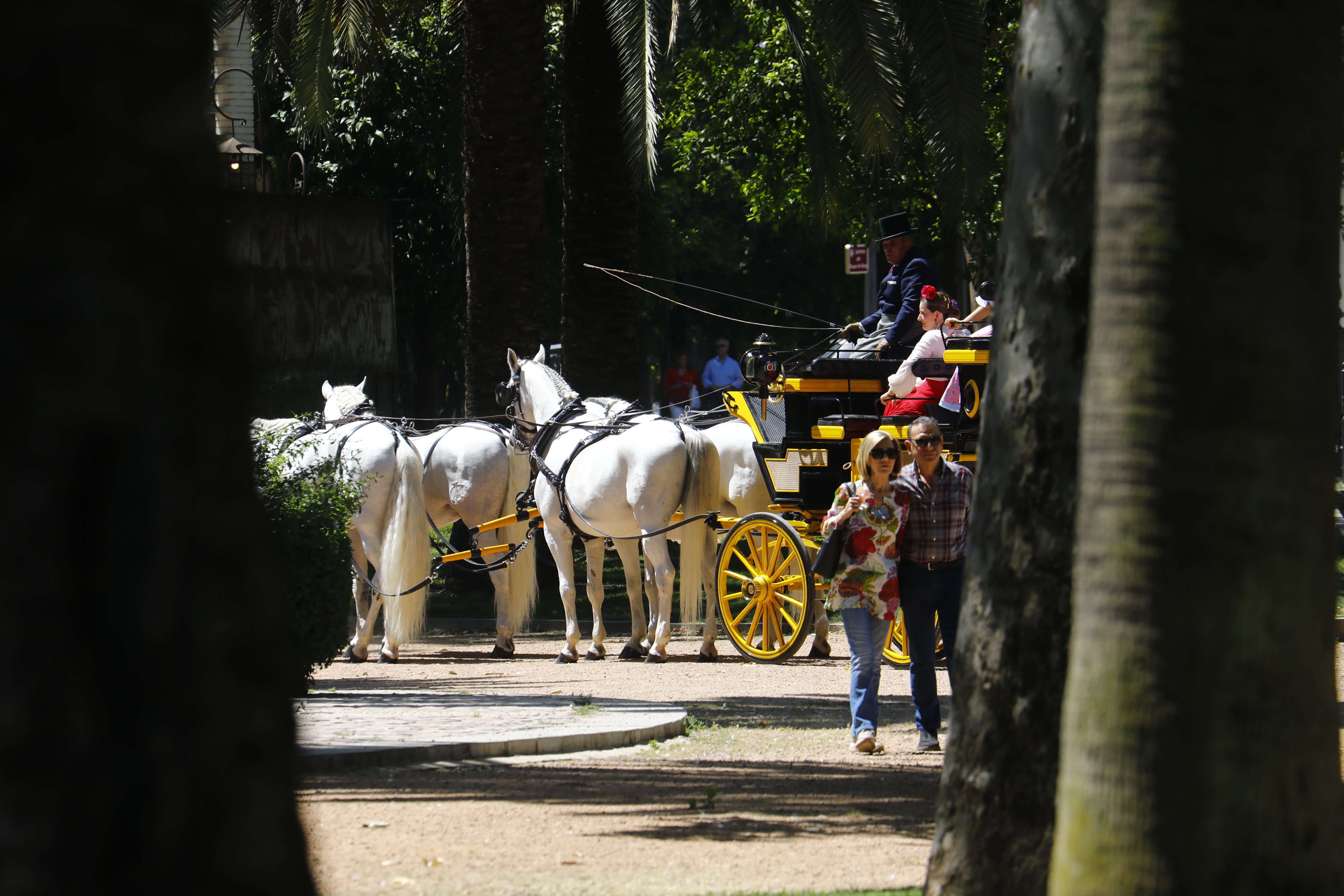 Las mejores imágenes de la Exhibición de Enganches de la Feria de Córdoba
