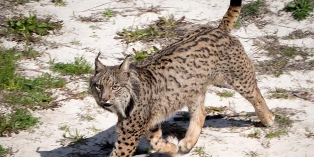 Andalucía concentra el 40 por ciento de los linces de la península ibérica