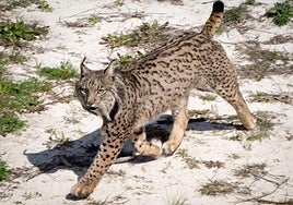 Andalucía concentra el 40 por ciento de los linces de la península ibérica