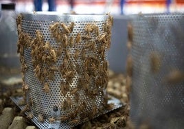 Del prejuicio al plato: el grillo se cuela en la cocina europea