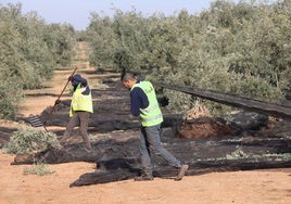 La Junta de Andalucía plantea más concentración y proteger el olivar tradicional