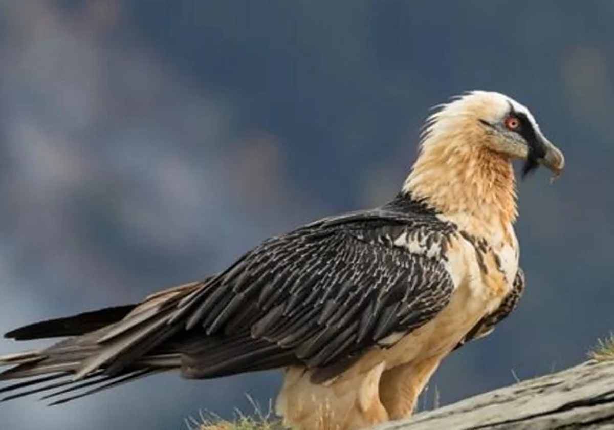 Un ejemplar de quebrantahuesos