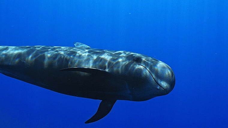 La sobrexplotación de Canarias encabeza el festival de cine de los océanos más importante de Europa