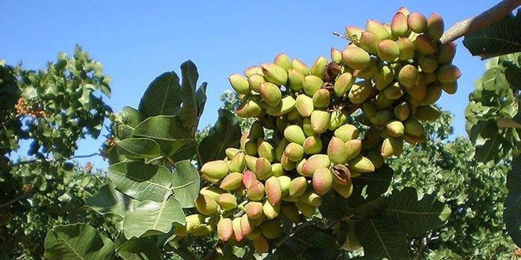 La patronal y los productores de pistacho pondrán en marcha la Lonja del Pistacho en julio