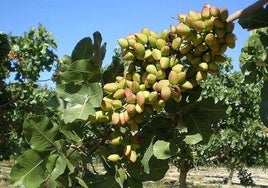 La patronal y los productores de pistacho pondrán en marcha la Lonja del Pistacho en julio