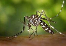 La Diputación de Granada destina medio millón de euros a luchar contra el virus del Nilo