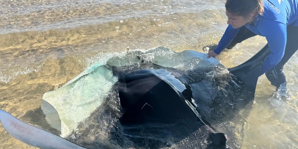 Investigan el aumento inusual de varamientos de mantas en playas de la Comunidad Valenciana