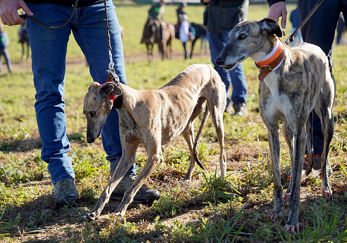 Galgos