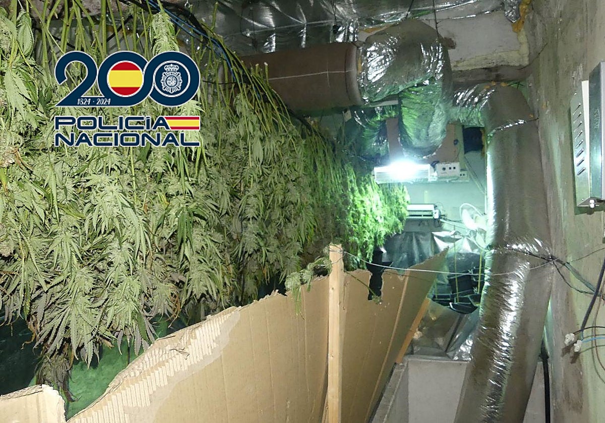 Imagen de la plantación de marihuana