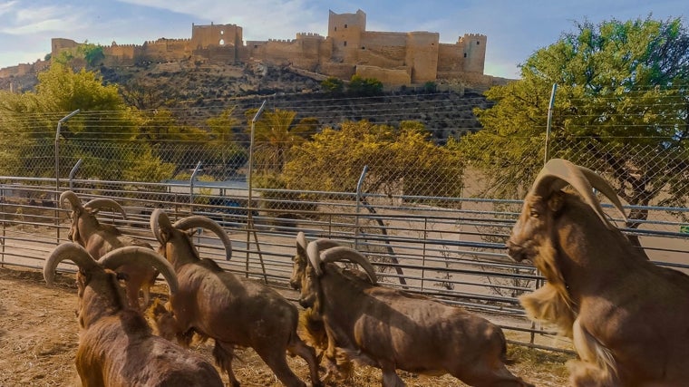 Arruí sahariano, especie cuyo programa de cría en cautividad se lleva a cabo en Almería desde 1975