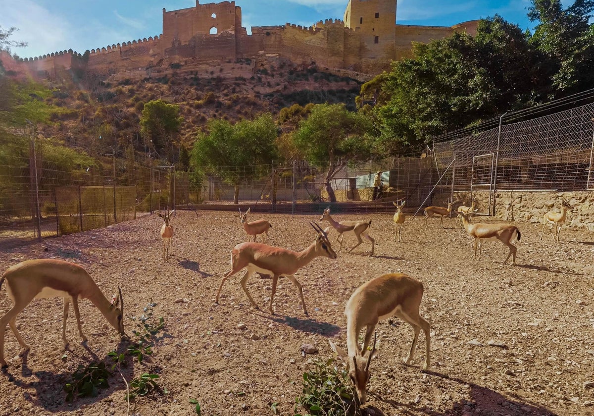 Gacelas en la reserva del CSIC junto a la Alcazaba de Almería