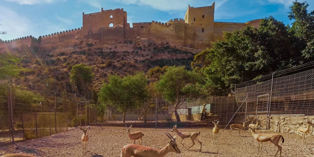 Las gacelas de la discordia: una reserva de animales frena la cultura en almería