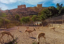 Las gacelas de la discordia: una reserva de animales frena la cultura en Almería