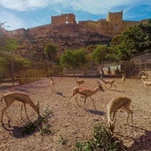Gacelas en la reserva del CSIC junto a la Alcazaba de Almería