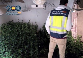 Detienen a tres okupas por cultivar más de 300 plantas de marihuana en Denia