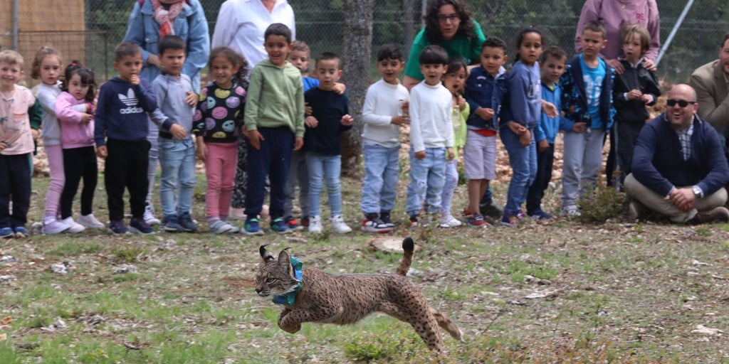 Un nuevo lince llega a Astudillo (Palencia): Venadillo se suma a los seis ya liberados