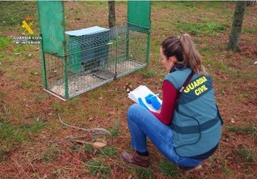 Dos investigados por envenenar a un milano real en una finca plagada de tóxicos en Hornillos de Eresma (Valladolid)