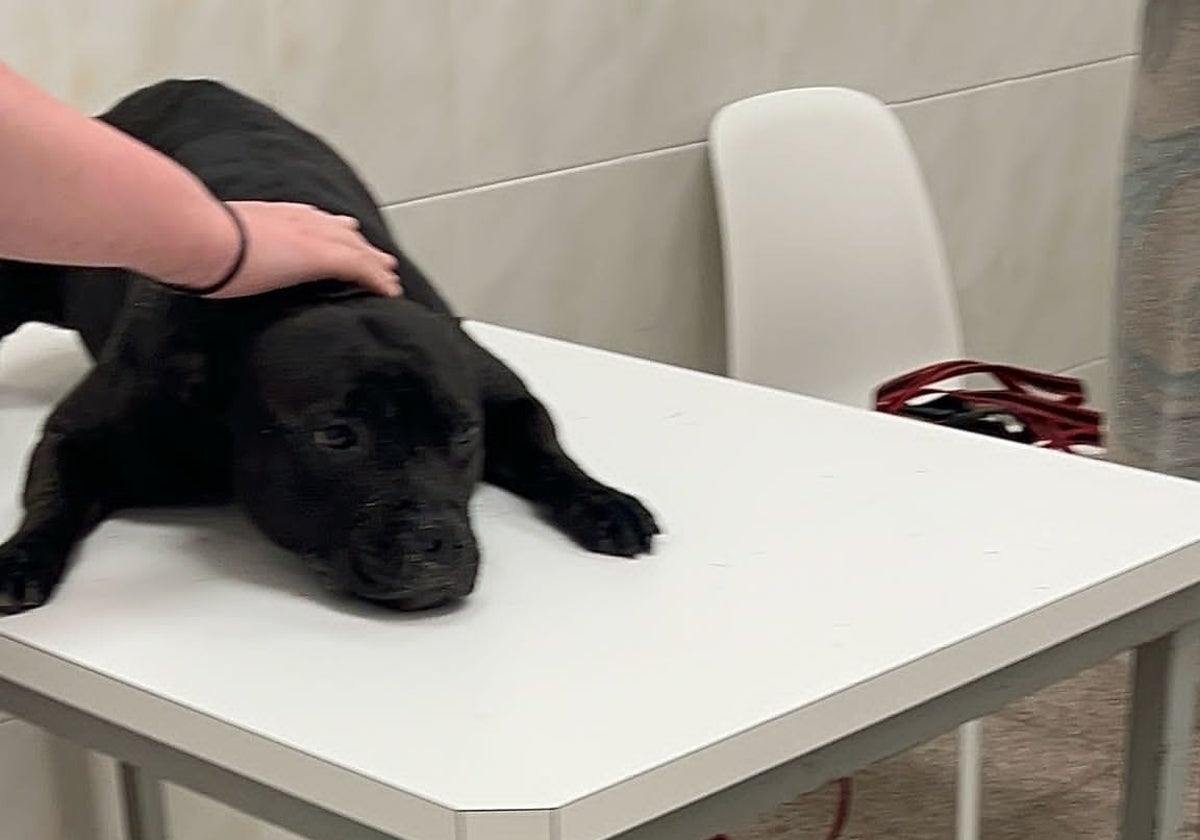 Imagen del perro ahogado en Alicante antes de fallecer en un centro veterinario