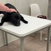 Una mujer ahoga a su perro en una playa de Alicante: el animal murió en el veterinario