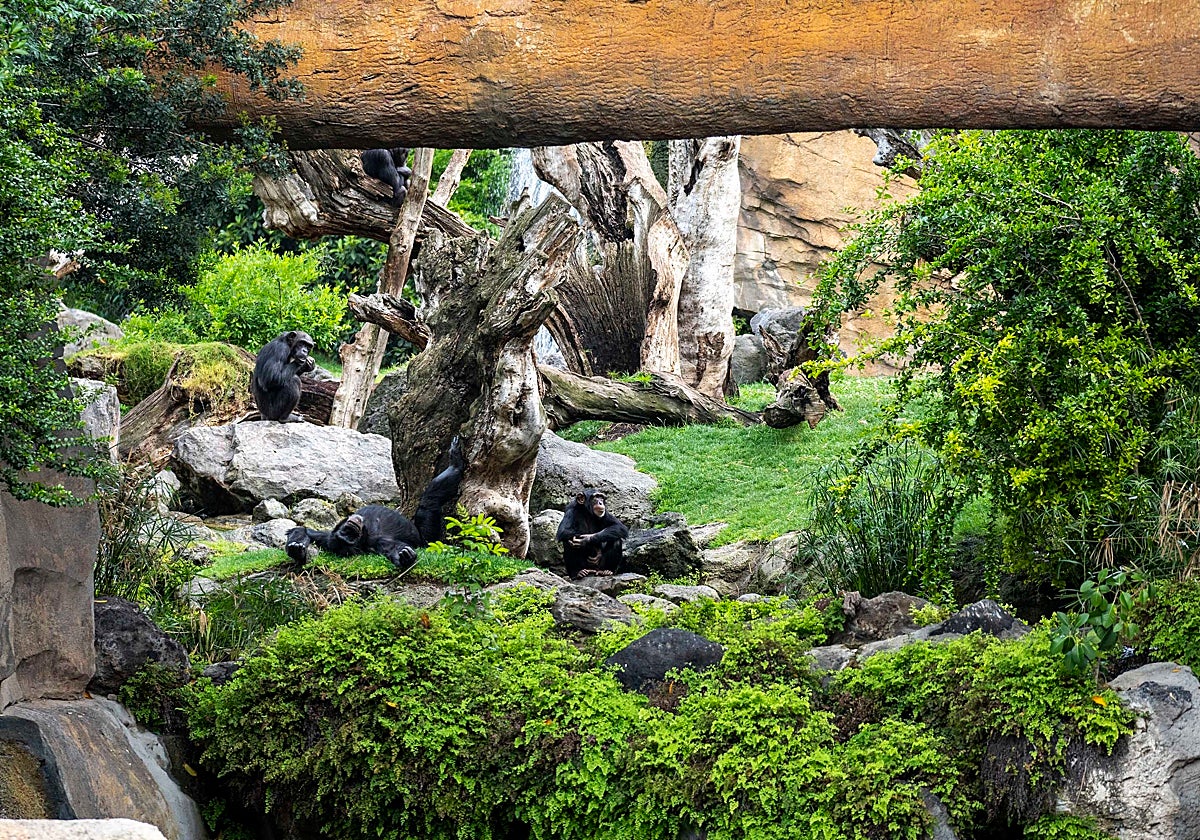 Chimpancés en la selva ecuatorial de BIOPARC Valencia