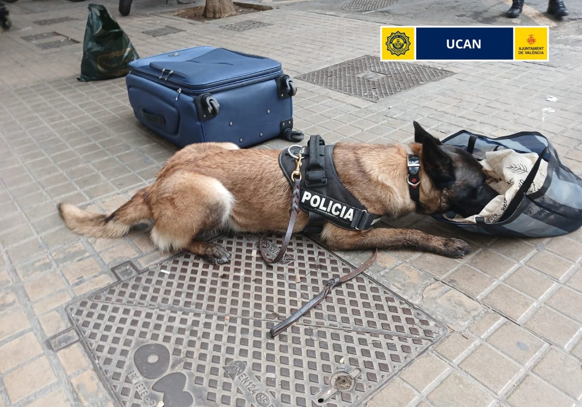 Imagen de un perro policía inspeccionando una bolsa con droga en Valencia