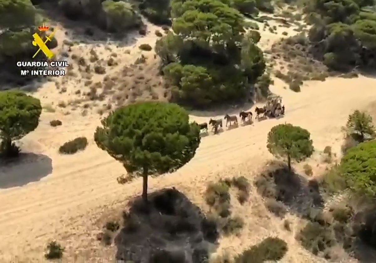 Carreta de la hermandad del Rocío por el Coto de Doñana